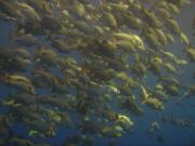 Diving/Great Barrier Reef 2004/DSC02527