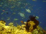 Diving/Great Barrier Reef 2004/DSC02547