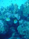 Diving/Great Barrier Reef 2004/DSC06088