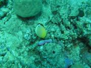 Diving/Great Barrier Reef 2004/PB090095
