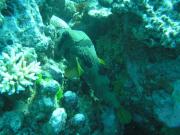 Diving/Great Barrier Reef 2004/PB090096