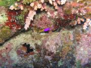 Diving/Great Barrier Reef 2004/PB100018