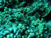 Diving/Great Barrier Reef 2004/PB100019