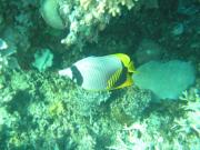 Diving/Great Barrier Reef 2004/PB100027