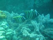Diving/Great Barrier Reef 2004/PB100043