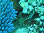 Diving/Great Barrier Reef 2004/PB100045