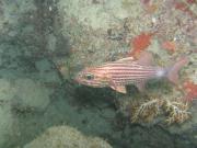 Diving/Great Barrier Reef 2004/PB110118