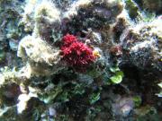 Diving/Great Barrier Reef 2004/PB110128