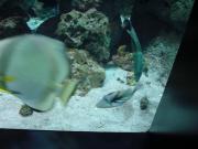 England/London Aquarium/1_DSC00040