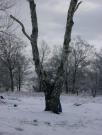 England/Snow Jan 2003/DSC04166