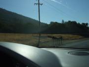USA/Drive from SF to Yosemite/Monday 030