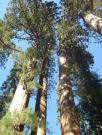 USA/Mariposa Redwood Grove/DSC01685