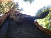 USA/Mariposa Redwood Grove/DSC01707