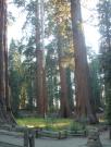 USA/Mariposa Redwood Grove/DSC01744