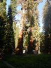 USA/Mariposa Redwood Grove/DSCN0966