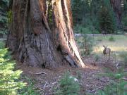 USA/Mariposa Redwood Grove/P9190158