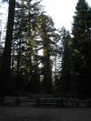 USA/Mariposa Redwood Grove/P9190163
