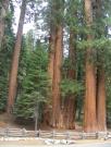 USA/Sequoia National Park/DSCN1061
