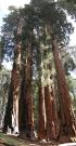 USA/Sequoia National Park/Pano - P9190082 - P9190086