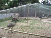 Asia/Thailand/Dusit Zoo/CIMG0615