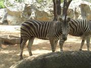 Asia/Thailand/Dusit Zoo/CIMG0624