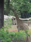 Asia/Thailand/Dusit Zoo/CIMG0636