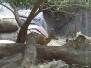 Asia/Thailand/Dusit Zoo/CIMG0638