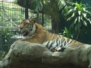 Asia/Thailand/Dusit Zoo/CIMG0650