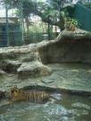 Asia/Thailand/Dusit Zoo/CIMG0654
