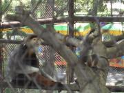 Asia/Thailand/Dusit Zoo/CIMG0669