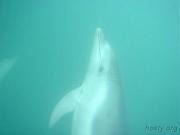 Australia/2004/Dolphins and Seals/Dolphin1