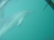 Australia/2004/Dolphins and Seals/dolphin2
