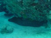 Diving/Great Barrier Reef 2001/Aquarius 3/DSC02047