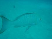 Diving/Great Barrier Reef 2001/Aquarius 3/DSC02049