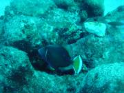 Diving/Great Barrier Reef 2001/Aquarius 3/DSC02051