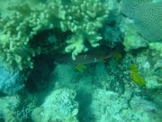 Diving/Great Barrier Reef 2001/Aquarius 3/DSC02055