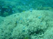 Diving/Great Barrier Reef 2001/Aquarius 3/DSC02056