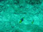 Diving/Great Barrier Reef 2001/Aquarius 3/DSC02064