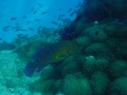 Diving/Great Barrier Reef 2001/Aquarius 3/DSC02067