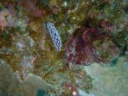Diving/Great Barrier Reef 2001/Aquarius 3/DSC02068