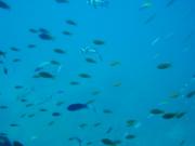 Diving/Great Barrier Reef 2001/Aquarius 3/DSC02071