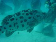 Diving/Great Barrier Reef 2001/Aquarius 3/DSC02157