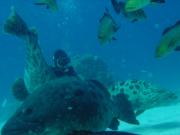 Diving/Great Barrier Reef 2001/Aquarius 3/DSC02169