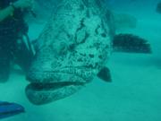 Diving/Great Barrier Reef 2001/Aquarius 3/DSC02170