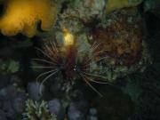 Diving/Great Barrier Reef 2001/Aquarius 3/DSC02186