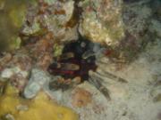 Diving/Great Barrier Reef 2001/Aquarius 3/DSC02194