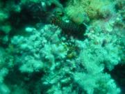 Diving/Great Barrier Reef 2001/Aquarius 3/DSC02205