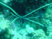 Diving/Great Barrier Reef 2001/Aquarius 3/DSC02207
