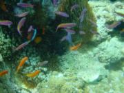 Diving/Great Barrier Reef 2001/Aquarius 3/DSC02230