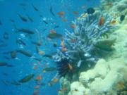 Diving/Great Barrier Reef 2001/Aquarius 3/DSC02232